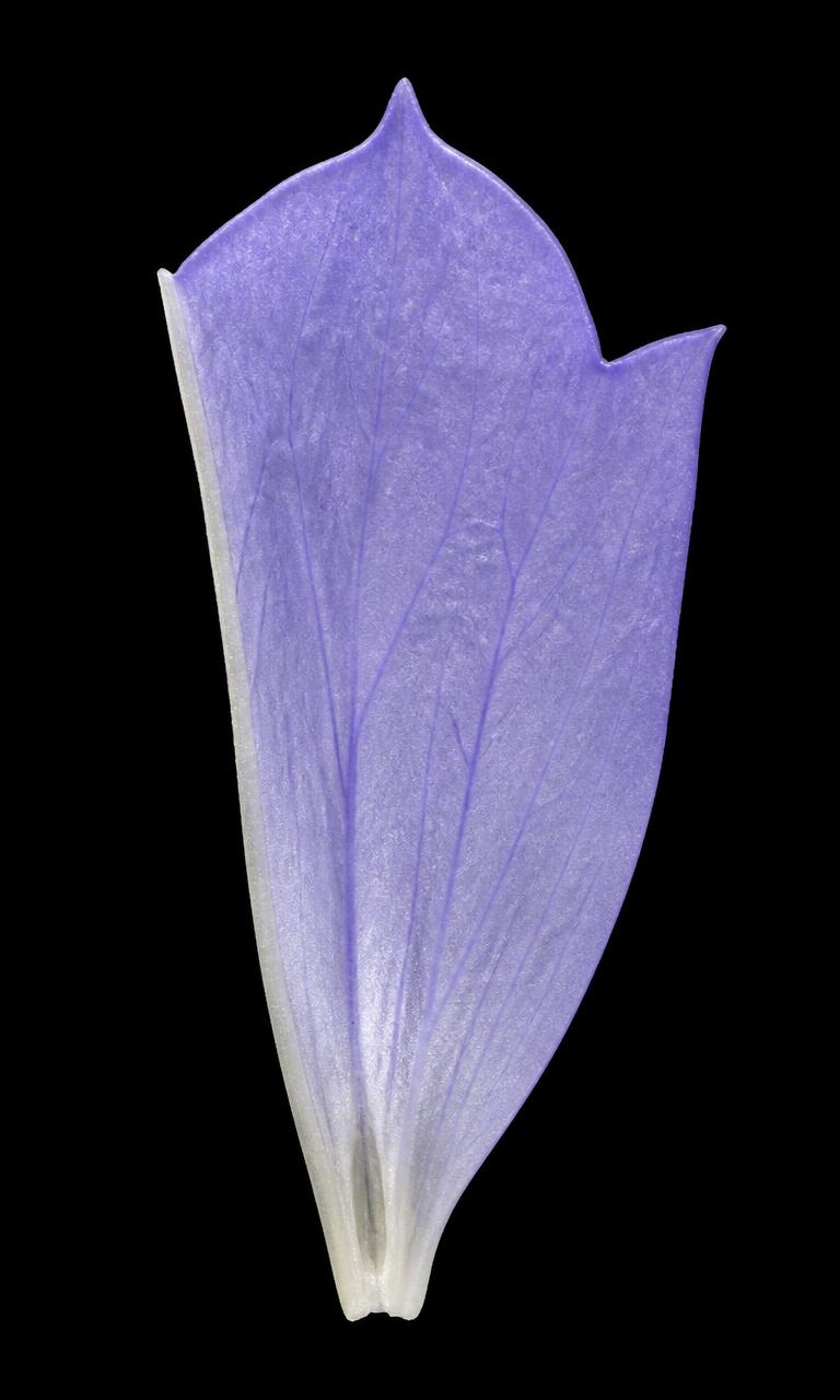 Campanula incurva petal specimen
